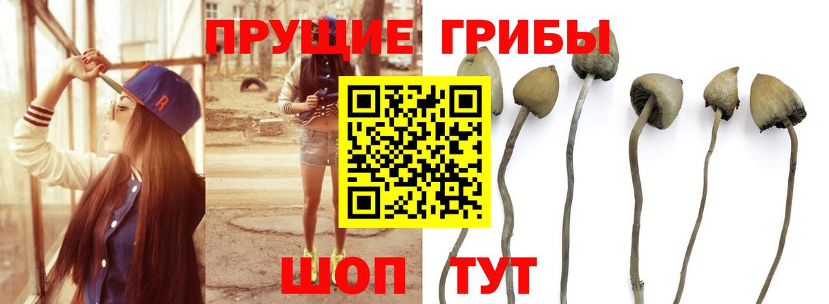 Псилоцибиновые грибы Cubensis  Вход с VPN  сколько стоит  Строитель 